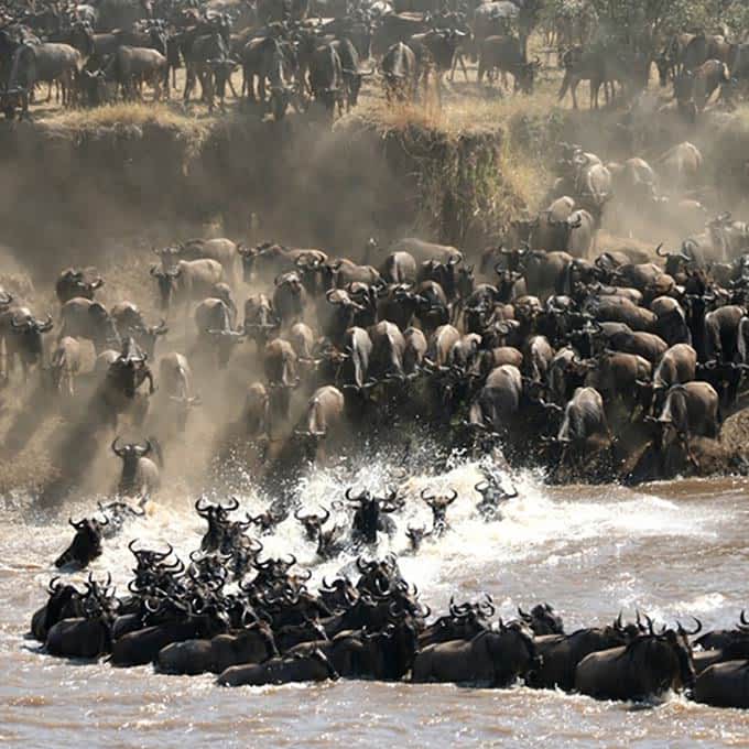 6-Day Migration Safari