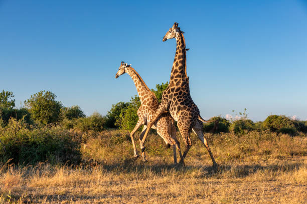 Serengeti views
