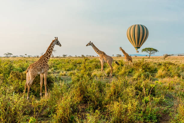 Safari experience
